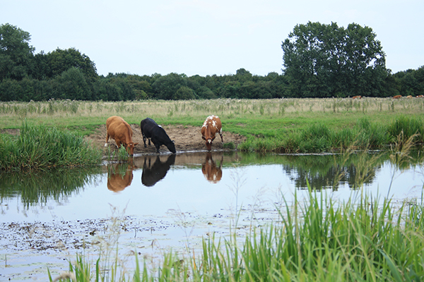 koeien aan de Raam